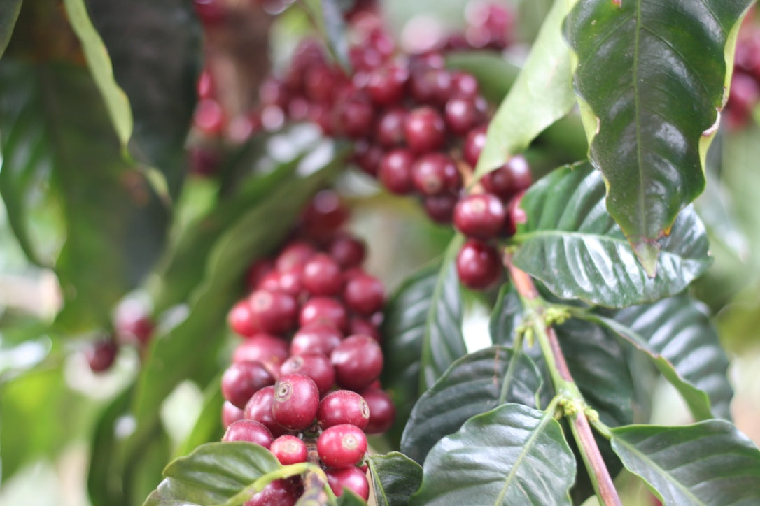 Costa Rica - La Pastora – Crown & Canvas Coffee Co